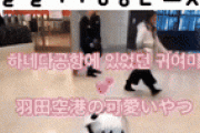 【GIF】韓国人「韓国人に話しかけられてめちゃくちゃ動揺した日本のロボットがこちらです‥」→「これってAIなの？」　韓国の反応