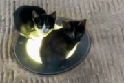 「うちの職場は猫好きには評判がいい、なぜなら…」想像を超える光景