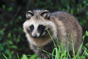 海外「日本では有名だけど世界ではあまり知られていない動物は？」タヌキ、カモシカ・・・他には？