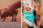 後肢麻痺の子猫、飼い主さんの献身的な看護により歩き回れるようになるまでに回復！