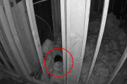 【海外】「家族が空き家を購入したら… そこに住む2人の小さな「魂」とは？」