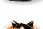 日本発のリアルでまん丸の猫型きんちゃくがかわいいと話題に　海外の反応