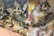 【海外】野良猫の子猫たちが人生の転機を迎え、幸せいっぱいに！新しい世界への一歩を踏み出す瞬間とは？