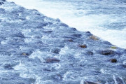 【緊急】入れ物を被って泳いでいたクマを救え！　海外の反応