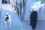 橋を渡れない子犬を助けに行ってあげる優しいピットブル