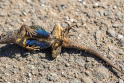【海外】300百万年前の化石が示す！爬虫類より先に進化した鱗と羽毛の謎とは？