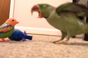 「気に入らない！」鬼の形相でおもちゃを攻撃するオオホンセイインコさん