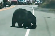 母熊が道路を横断したいのに子供たちが勝手な行動をする