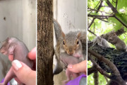 切り落とされた枝に4匹の赤ちゃんリスが…！無事に親リスの元へ手渡しされる感動の瞬間