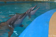 20年ぶりに海にかえされた水族館のイルカ