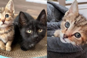 【海外】小さな猫たち、大々的に新生活スタート！中でも一番小さい奴が瞬時にみんなの心を掴む件について