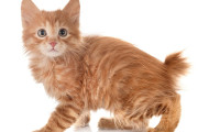 【海外】短いしっぽが愛らしい！魅力満載のボブテイル猫種5選