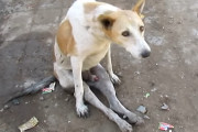 事故により後ろ足が麻痺してしまった野良犬、保護して治療を施したところ、奇跡的に回復を遂げる！