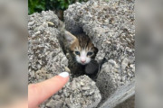 【海外】コンクリートの壁を壊して救出！小さな家族が隠れていた感動の瞬間