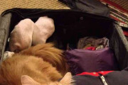 「僕を置いてかないよね？」　旅行の荷造りをしていたら猫が激カワ光線で訴えかけてきた