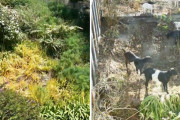 安全で楽な除草がしたい？簡単だよ。ヤギならね。ヤギ集団が6日間で裏庭の雑草をきれいにしていくタイムラプス動画