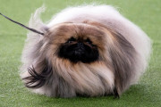 ワサビが世界一の犬に！←「あれはモップだろ」（海外の反応）