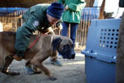 【海外の反応】韓国が犬食を禁止することを発表するも批判が殺到！