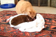 【ペット同士のお別れ】メス猫ちゃんが闘病の末、天国へ…一方的に嫌われていたオス猫くんにサヨナラをさせるために会わせてあげると…