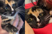 【海外】「衰弱した子猫が驚きの変身！元気いっぱいの猫になるまでの感動ストーリー」
