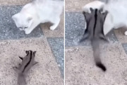 フクロモモンガが猫に"ブラジル柔術"で立ち向かう!?