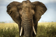 【海外】古代文化が上手に飼いならした10種の野生動物の驚きの秘密！