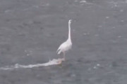 「この水鳥、物理的にありえないのでは!?」多くの人を惑わせた不思議な光景