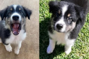 外国人「うちの犬に名前をつけてほしい！日本風かハワイ風で頼む！」