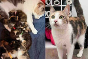 【海外】「外で見つかった母猫が4匹の子猫を出産、さらに母親を必要とする5匹を迎え入れる感動のストーリー」
