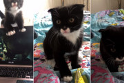 こっち見なきゃ許さない！バットマンみたいな子猫の体当たりな構ってアピールが笑える