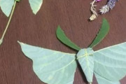 海外「日本人のアイデアはいつも素敵すぎるなw」とある日本人が草花遊びを次のレベルに進化させた結果が素晴らしいと話題に