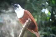 これが実際に存在する幽霊鳥…。Bell Bird(ベルバード)、その名前の由来がこちら。  海外の反応