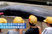 【中国の反応】日本の小学生、捕鯨見学にまたもや非難の声殺到！
