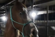 「似てるけどなんか違う」始めてシマウマを見た馬の反応が話題に