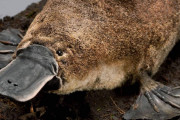 カモノハシをゲノム解析すると「哺乳類」かつ「鳥類」かつ「ハ虫類」だった事が判明