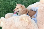 お気に入りのぬいぐるみが等身大で現れたら！？犬の可愛い反応