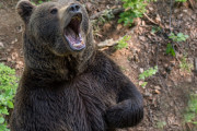 海外「他に方法はなかったのか？」札幌に現れたクマを射殺したことを非難する外国人たち
