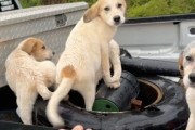 助けてくれる人だ！捨てられた子犬5匹が男性に向かって走り寄ってきた。全員を保護