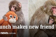 世界中が涙した日本の孤独な赤ちゃん猿「パンチ」に本物の友達が！「ピクサー映画のよう」「強さに勇気をもらった」海外から感動のコメント殺到