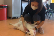 香港の大学で柴犬のセラピードッグが学生達の心を癒し大活躍中！その名もゴハン！