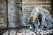韓国人「国民10人中9人が『犬は食べ物じゃない。犬肉は食べない』」