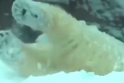 大雪が降って動物園が閉鎖したけど…ゾウ・白クマ・アザラシなどは大喜び！