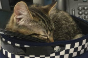 ニュージーランド警察の公式SNS、かわいい写真がいっぱいだと話題に
