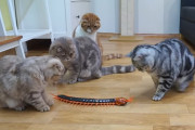 スコティッシュフォールド5匹にリアルな大きなムカデのおもちゃを見せたら反応が可愛かった