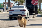 【海外】「7年間の毛玉を乗り越えた犬が初めての美容室へ！心温まる変身と新しい家族との出会いに感動」