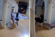 「絶対にこっちの部屋に持って行くんだー！」お気に入りのブランケットを運ぶ猫が可愛い！