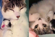 【海外】「食事を求めてやってきた猫、運命の出会いで子猫3匹と新たなスタート」