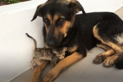 「あなたは私のお母さん？」懐いてくる野良の子猫に対し母性本能を開花させる犬