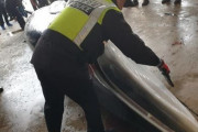 韓国人「クジラの死体が700万円！」韓国で偶然網にかかって死んだクジラが700万円で取引される‥　韓国の反応