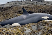 シャチを救うバケツリレー！アラスカの海岸で、岩の上で動けなくなっていたシャチが救助される